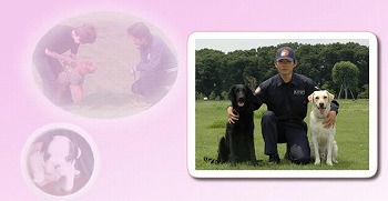 犬のしつけ
